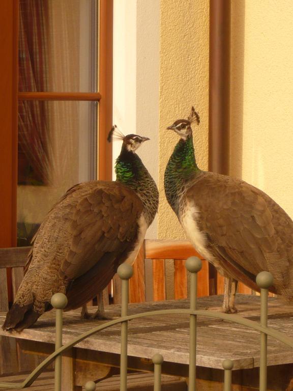 Appartements Ferienwohnungen Alpenblick ファイステナウ エクステリア 写真